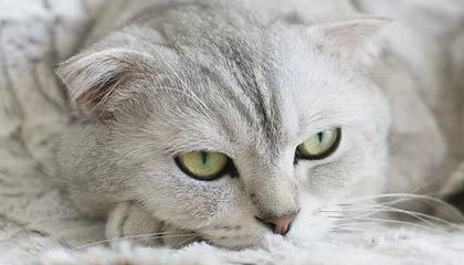 开云电竞服务-【录像解析】经典犯规事件与规则重新解读，犯规术语