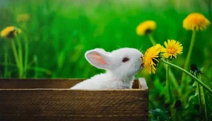 开云电竞服务-【录像解析】经典犯规事件与规则重新解读，犯规术语